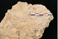 Foto (Detailansicht) von Acer pseudoplatanus L. (NHMW-GEO-2024-0188-11332)